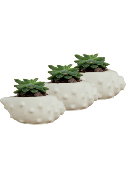 Mini Çiçek Saksı Küçük Sukulent Kaktüs Saksısı 3'lü Set Deniz Kabuğu