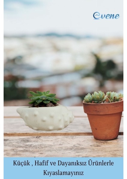 Mini Çiçek Saksı Küçük Sukulent Kaktüs Saksısı 3'lü Set Deniz Kabuğu