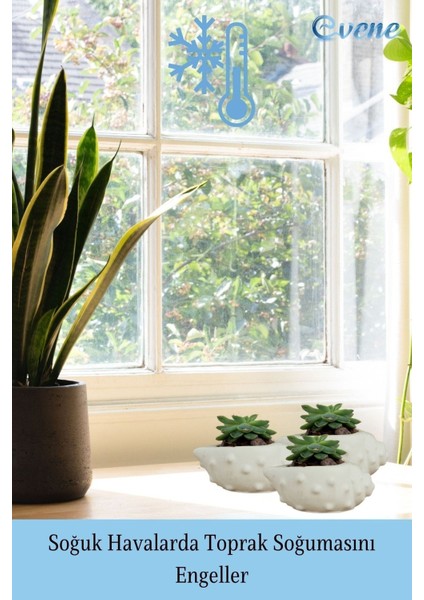 Mini Çiçek Saksı Küçük Sukulent Kaktüs Saksısı 3'lü Set Deniz Kabuğu