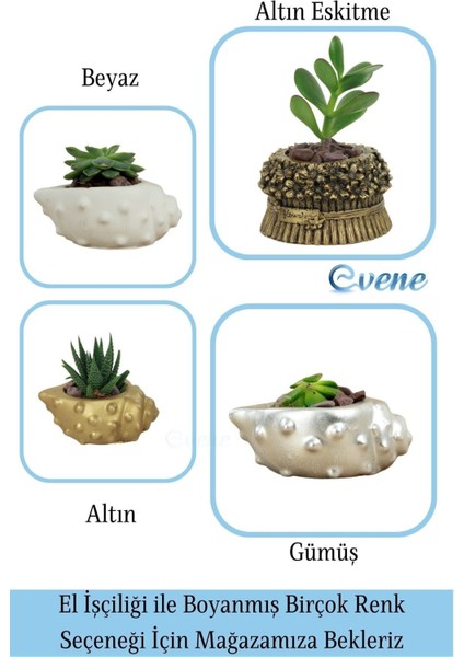 Mini Çiçek Saksı Küçük Sukulent Kaktüs Saksısı 3'lü Set Deniz Kabuğu