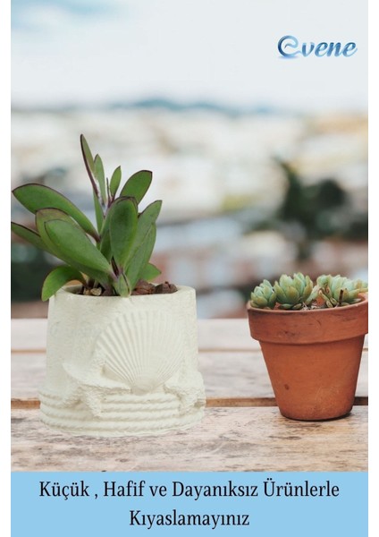 Mini Çiçek Saksı Küçük Sukulent Kaktüs Saksısı 3'lü Set Deniz Yıldızlı Kabuklu Model