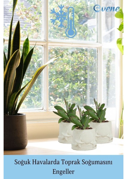 Mini Çiçek Saksı Küçük Sukulent Kaktüs Saksısı 3'lü Set Deniz Yıldızlı Kabuklu Model