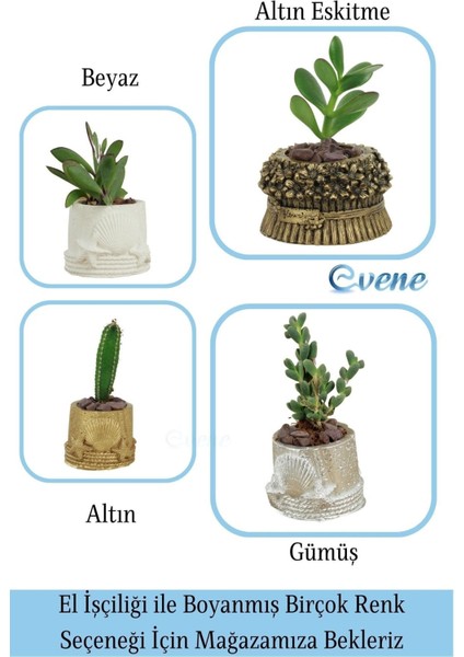 Mini Çiçek Saksı Küçük Sukulent Kaktüs Saksısı 3'lü Set Deniz Yıldızlı Kabuklu Model