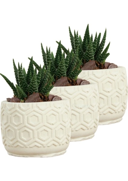 Mini Çiçek Saksı Küçük Sukulent Kaktüs Saksısı 3'lü Set Altıgen Model