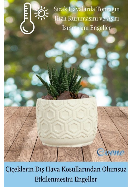 Mini Çiçek Saksı Küçük Sukulent Kaktüs Saksısı 3'lü Set Altıgen Model