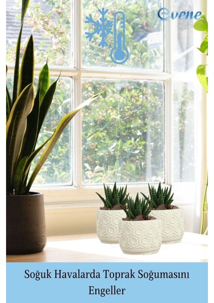 Mini Çiçek Saksı Küçük Sukulent Kaktüs Saksısı 3'lü Set Altıgen Model