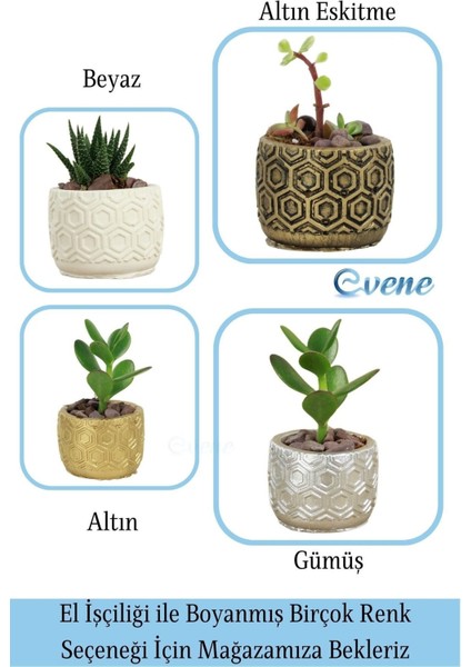 Mini Çiçek Saksı Küçük Sukulent Kaktüs Saksısı 3'lü Set Altıgen Model