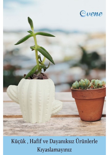 Mini Çiçek Saksı Küçük Sukulent Kaktüs Saksısı 3'lü Set Kaktüs Figür Model