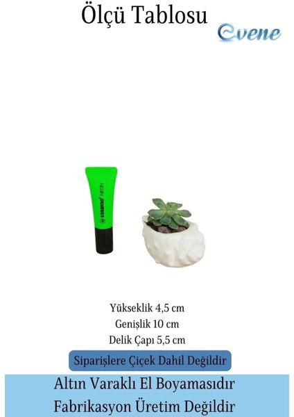 Mini Çiçek Saksı Küçük Sukulent Kaktüs Saksısı Deniz Kabuğu Model