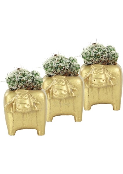 Mini Çiçek Saksı Küçük Sukulent Kaktüs Saksısı 3'lü Set Mini Inek