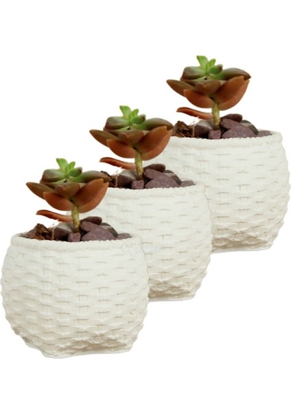 Mini Çiçek Saksı Küçük Sukulent Eskitme Kaktüs Saksısı 3'lü Set Sepet Örgü Model