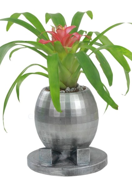 Saksı Çiçek Kaktüs Saksısı Lüx 17 cm Altın Varak Boyalı Yuvarlak Ayaklı Saksı Çiçeklik