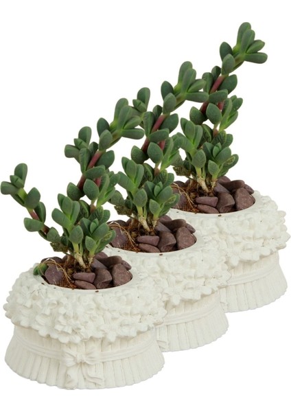Mini Çiçek Saksı Küçük Sukulent Kaktüs Saksısı 3'lü Set Çiçekli Fiyonklu Model
