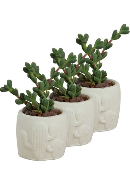 Mini Çiçek Saksı Küçük Sukulent Kaktüs Saksısı 3'lü Set Kaktüs Desenli Model