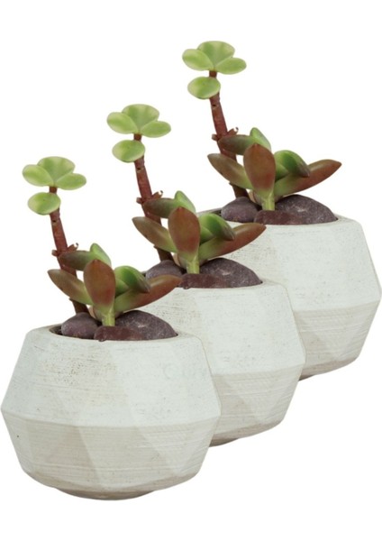 Mini Çiçek Saksı Küçük Sukulent Kaktüs Saksısı 3'lü Set Mini Poly Silindir Model