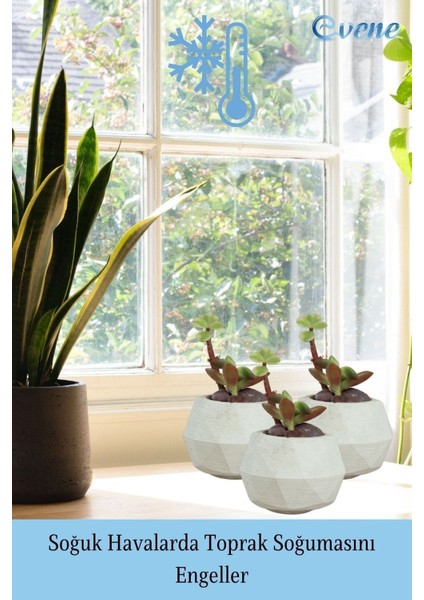 Mini Çiçek Saksı Küçük Sukulent Kaktüs Saksısı 3'lü Set Mini Poly Silindir Model