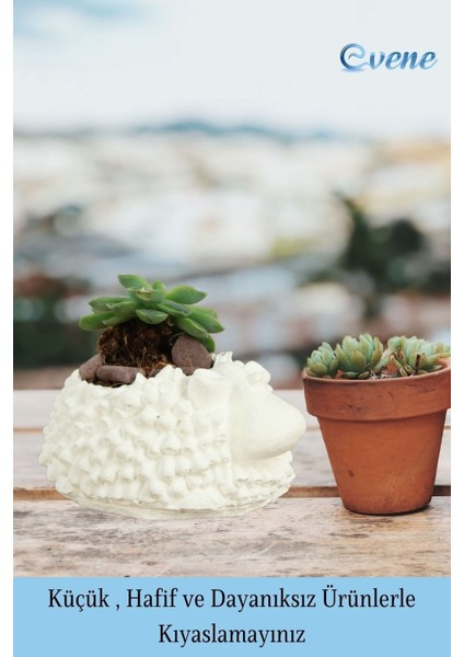Mini Çiçek Saksı Küçük Sukulent Kaktüs Saksısı 3'lü Set Koyun Model
