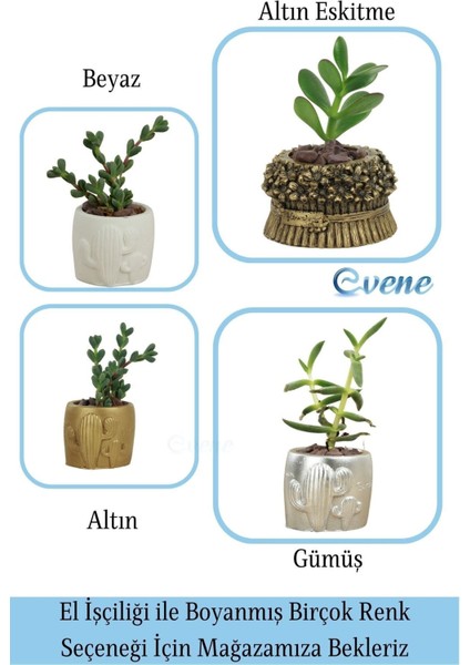 Mini Çiçek Saksı Küçük Sukulent Kaktüs Saksısı 3'lü Set Kaktüs Desenli Model