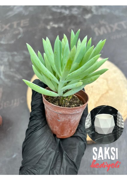 Sukulent Senecio Ficoides - Saksı Hediyeli
