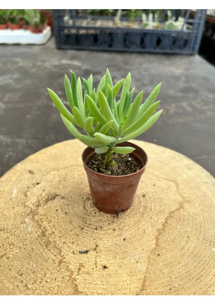 Sukulent Senecio Ficoides - Saksı Hediyeli fiyatları