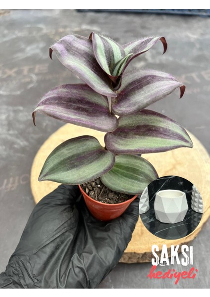 Telgraf Çiçeği Geniş Yapraklı 5,5 cm Saksıda - Saksı Hediyeli