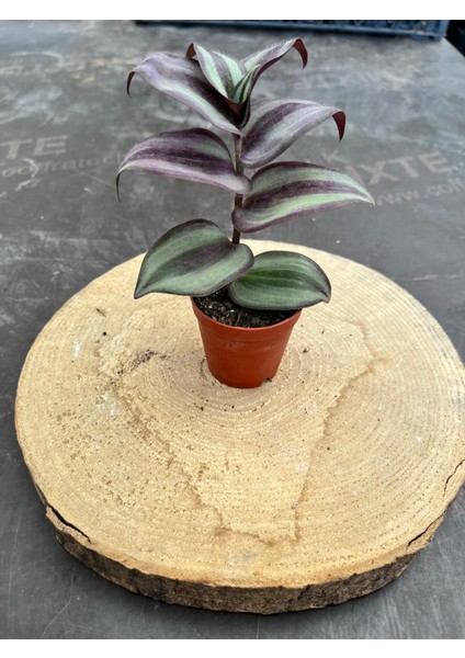 Telgraf Çiçeği Geniş Yapraklı 5,5 cm Saksıda - Saksı Hediyeli fiyatları