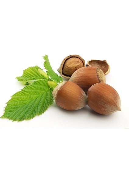 Tüplü Lezzetli Giresun Yağlısı Fındık Fidanı