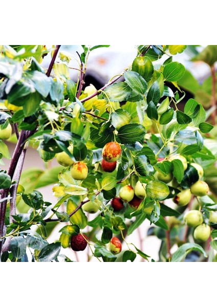 Saksıda Sağlık Dostu Şifalı Hünnap FI00DANI