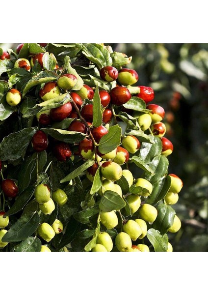 Saksıda Sağlık Dostu Şifalı Hünnap FI00DANI fiyatları