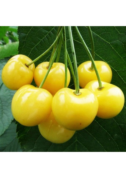 Tüplü Kiraz Tozlayıcı Starks Gold Kiraz Fidanı