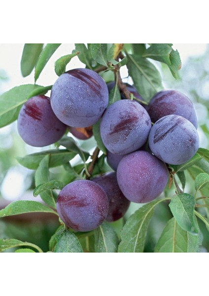 Tüplü Hoş Aromalı Friar Erik Fidanı