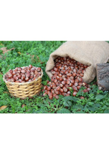 Kabuklu Fındık 1kg (2025 Yeni Sezon) fiyatları