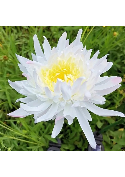 Güneş Enerjili Krizantem Kasımpatı Çiçeği Dış Mekan LED Aydınlatma Solar Chrysanthemum
