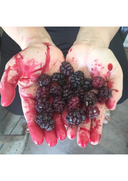 Tüplü Çok Tatlı Beyaz Malatya Dut Fidanı modelleri