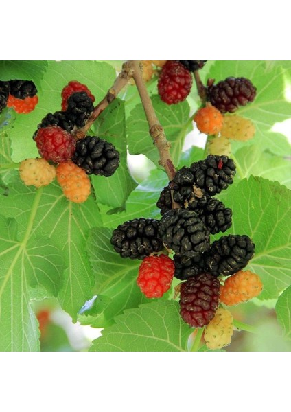 Tüplü Ekşi Kara Urmu Ekin Dut Fidanı