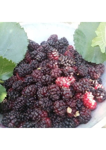 Tüplü Ekşi Kara Urmu Ekin Dut Fidanı fiyatları