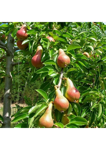 Tüplü Lezzetli Carnem Armut Fidanı