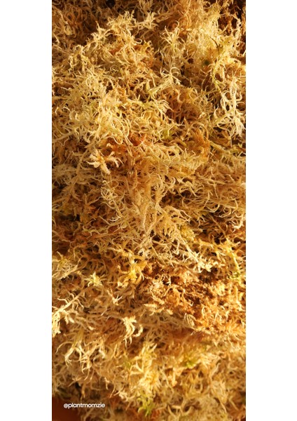 1 Litre Sphagnum Yosunu Bitki Köklendirme Yosunu fiyatları