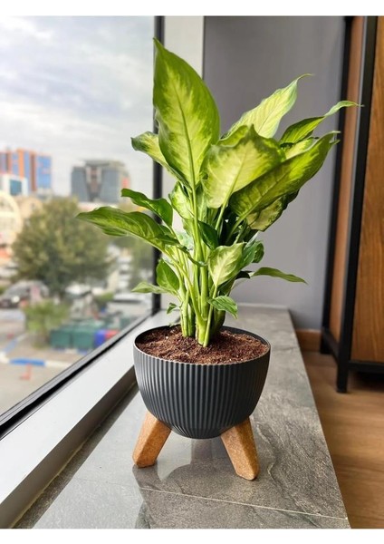 ELF-496 Dekoratif Ayaklı Nostalji Saksı 9 Lt Antrasit 5 Adet modelleri