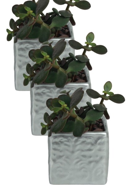 El Yapımı Saksı Premium Kalite Dekoratif Saksı Model 16 fırsatları