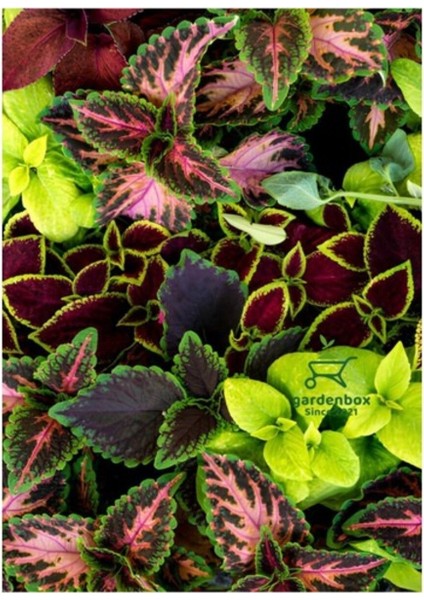 Karışık Renk Yaprak Güzeli Kolyos Çiçeği 5 Adet Saksılı 10-15 cm