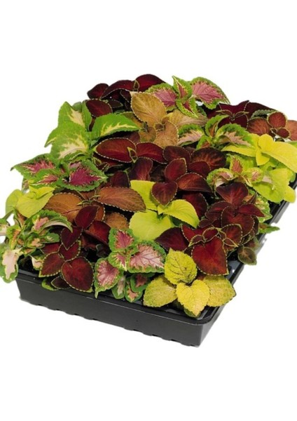 Karışık Renk Yaprak Güzeli Kolyos Çiçeği 5 Adet Saksılı 10-15 cm fiyatları