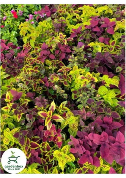 Karışık Renk Yaprak Güzeli Kolyos Çiçeği 5 Adet Saksılı 10-15 cm modelleri