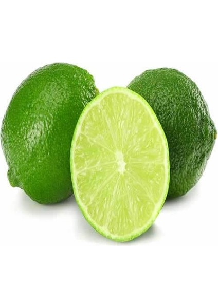 Tüplü Aşılı Bodur Lime Misket Limon 2 Yaş Boy 70-80 cm