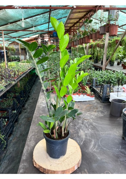Zamia - Zeze Çiçeği 40-60 cm