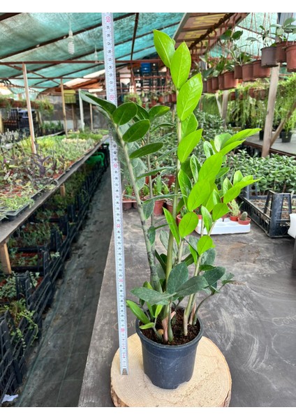 Zamia - Zeze Çiçeği 40-60 cm fiyatları