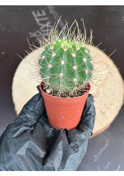 Echinopsis Eyriesii Kaktüs