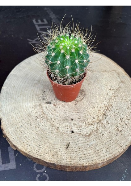Echinopsis Eyriesii Kaktüs fiyatları