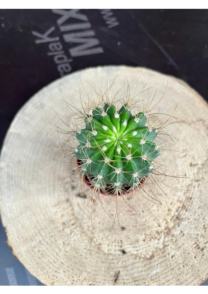 Echinopsis Eyriesii Kaktüs modelleri