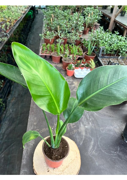 Starliçe Çiçeği Tek Gövdeli (40-60CM Cennet Kuşu Çiçeği (Starliche) modelleri